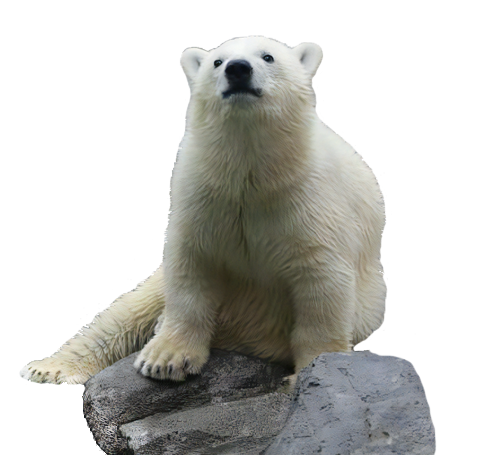 シロクマの写真